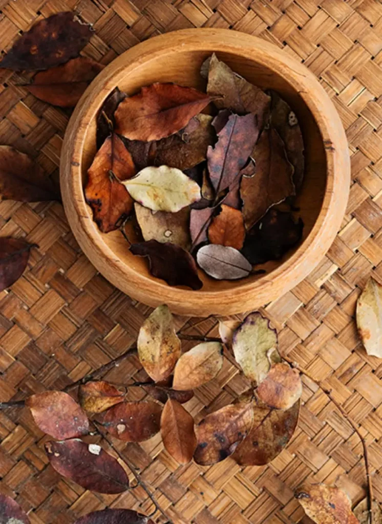 Horopito Dried Leaf