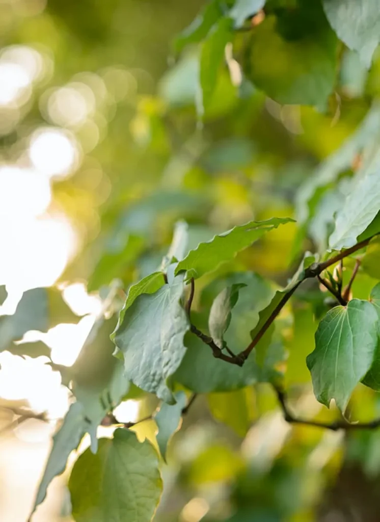 Kawakawa Leaf