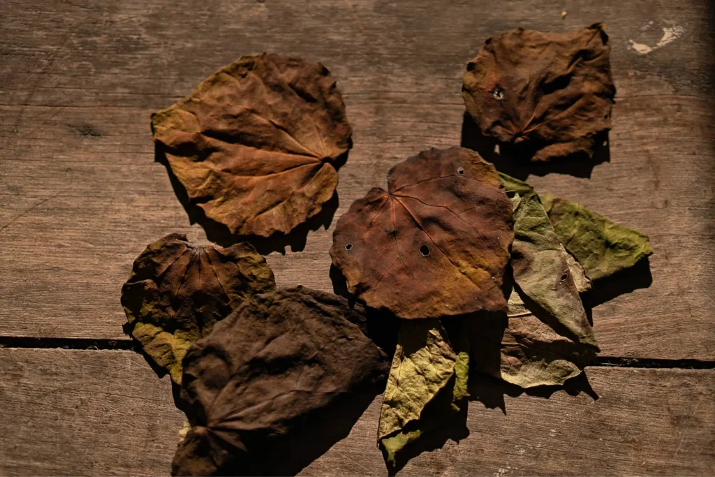 Dried Natural Leaf