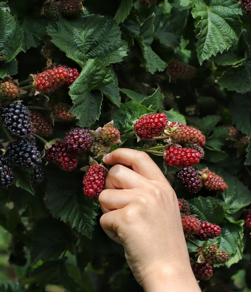 Berries