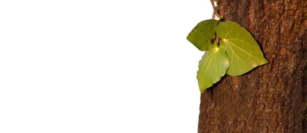 Natural leaf - 