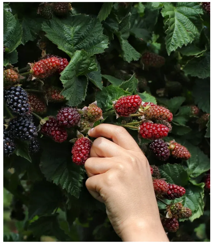 pick fresh berries from a bush in a sunny outdoor setting