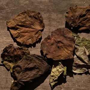 A wooden table scattered with an assortment of horopito dried leaves, showcasing autumn's remnants.