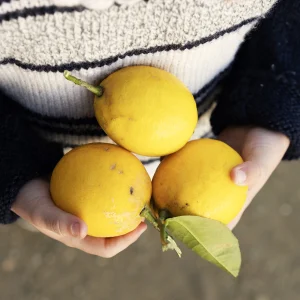 A close-up of a person’s hands holding three fresh lemons, showcasing their vibrant color.