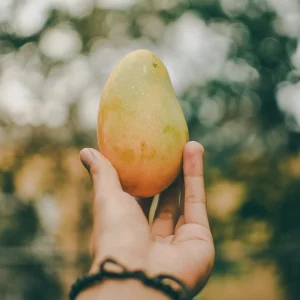 Mango_small