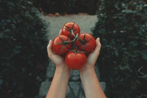 Tomatoes