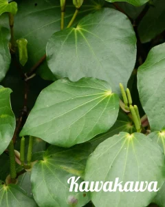 Kawakawa Leaf