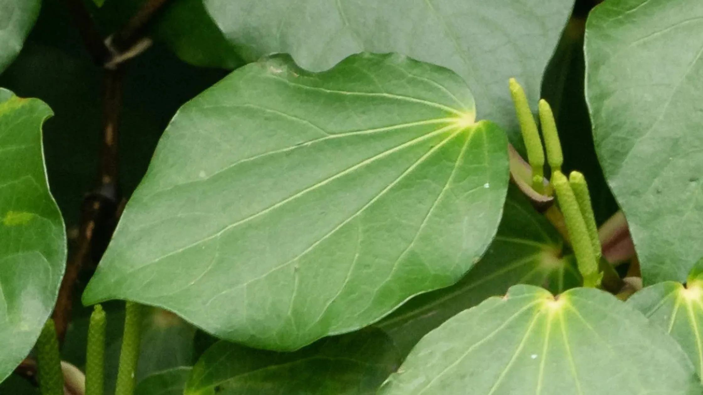 Kawakawa Leaf