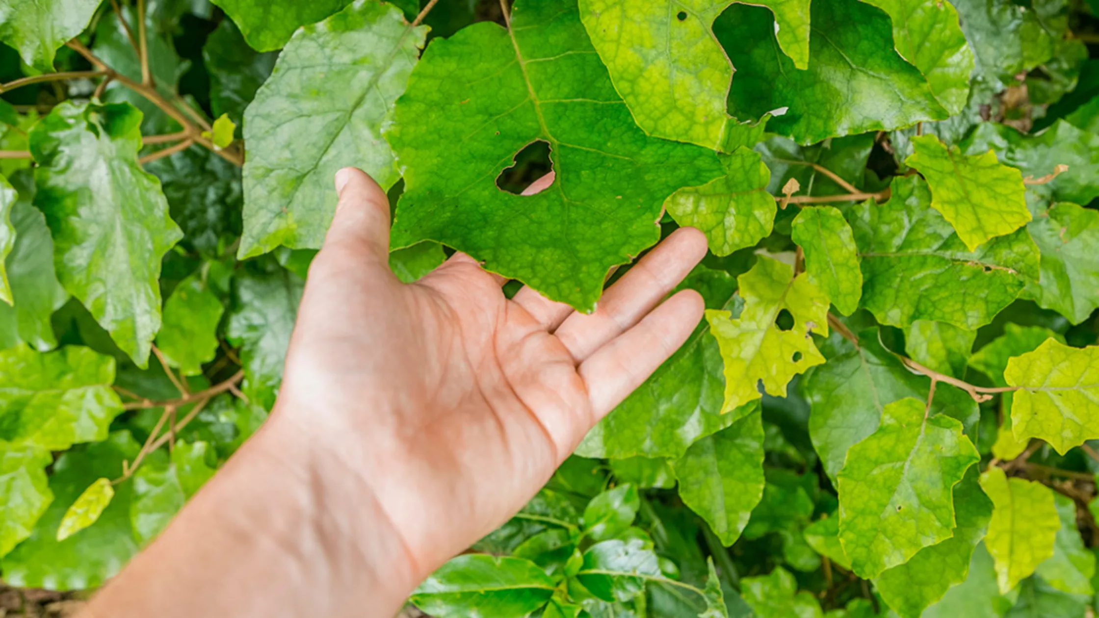 Kūmarahou Leaf