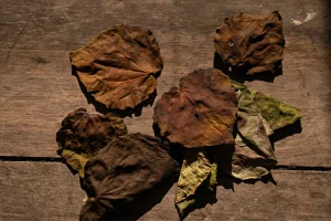 Dried Natural Leaf