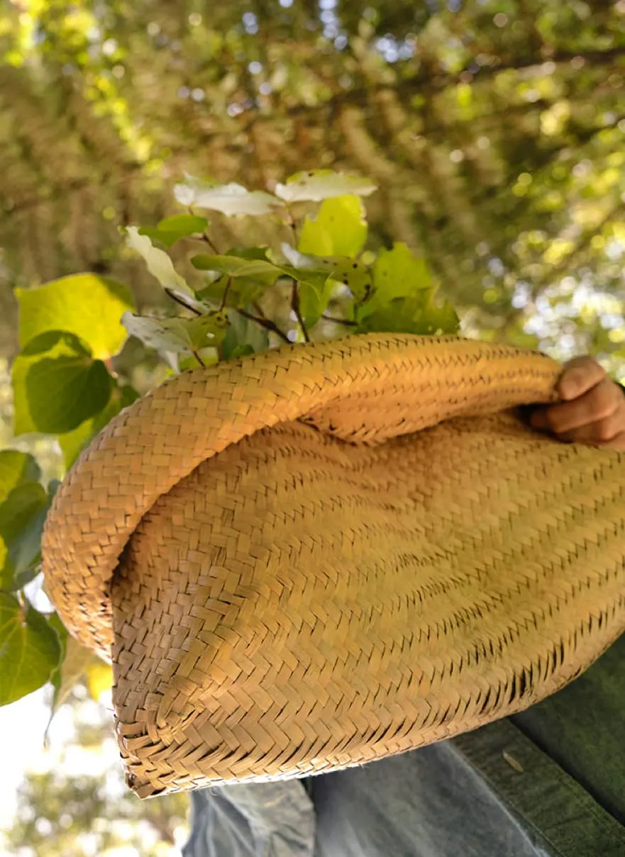 Close-up of a hand carrying a woven kete filled with fresh Kawakawa leaves, showcasing the traditional harvesting process for Atutahi functional drinks.