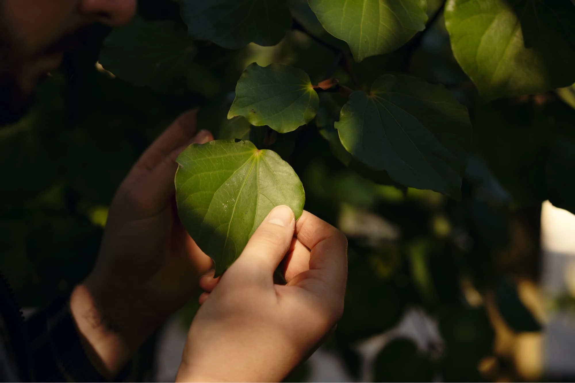 A person holding a traditional Māori woven kete filled with freshly harvested native New Zealand Kawakawa leaves for Atutahi functional drinks.
