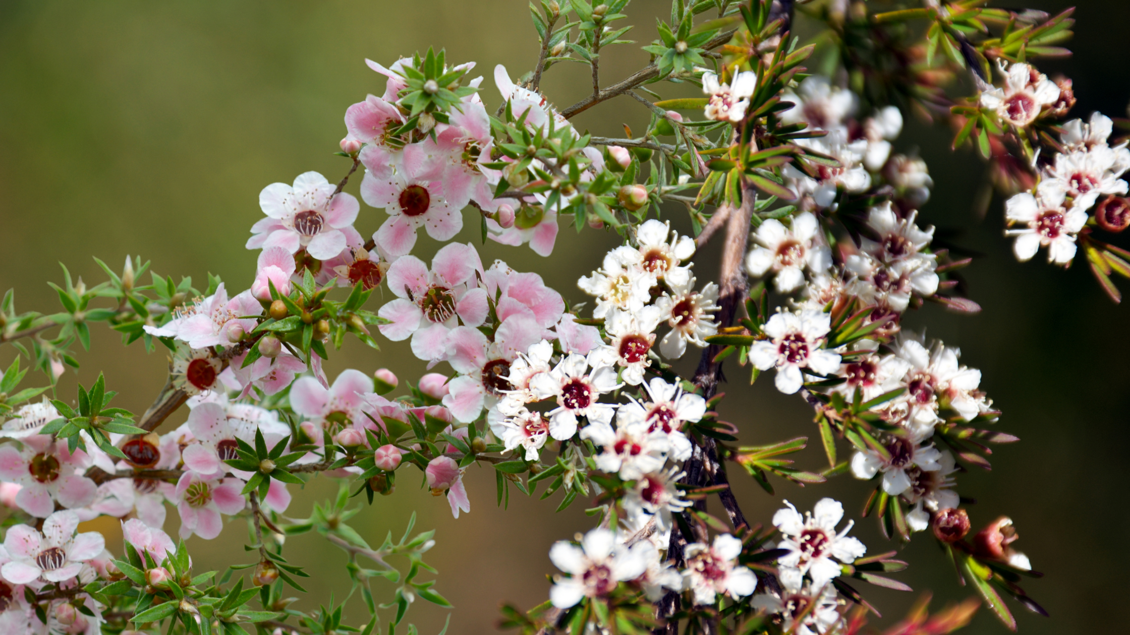 Kanuka vs Manuka What's the Difference