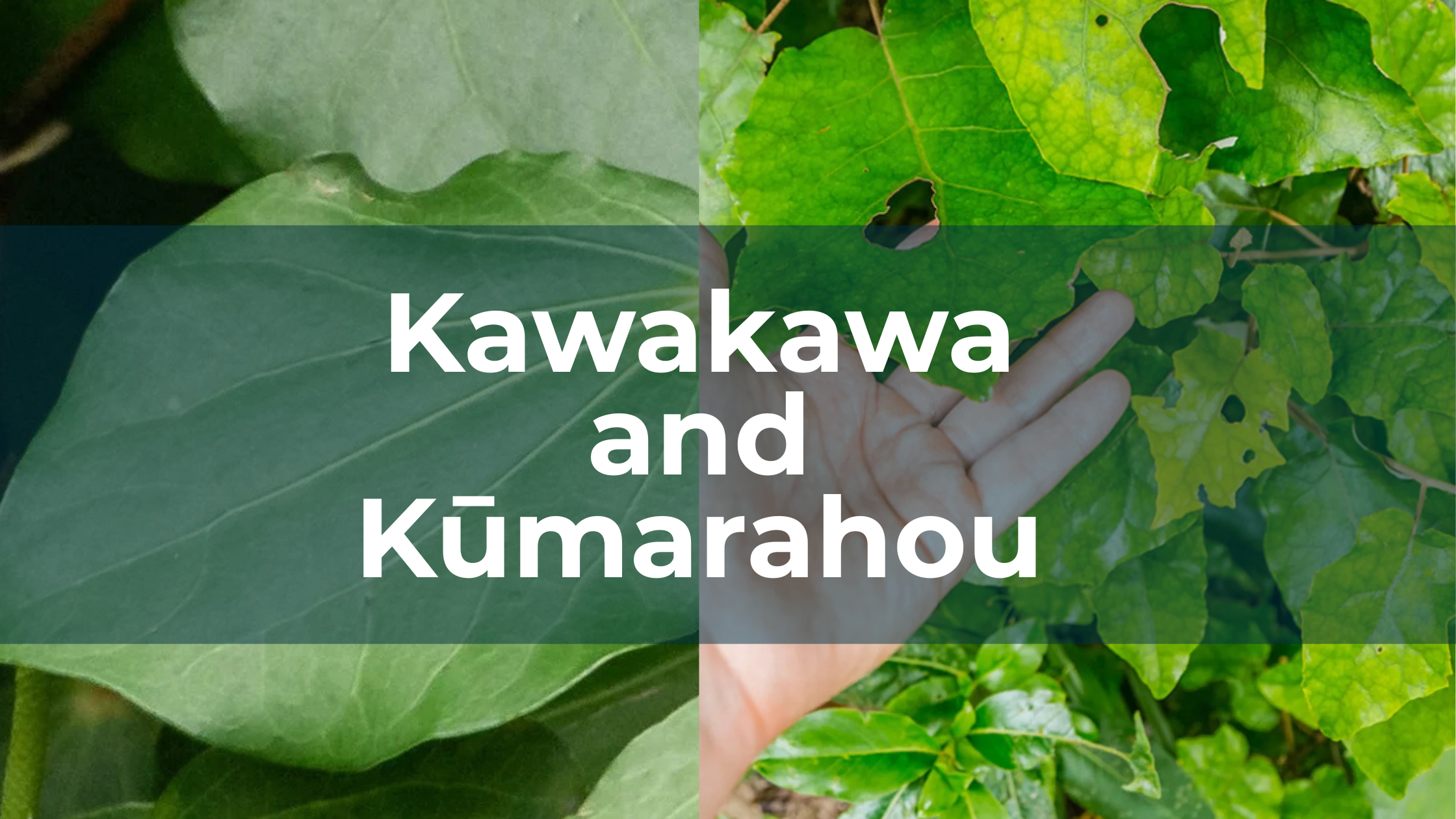 Kawakawa and Kūmarahou