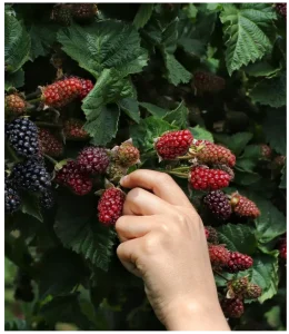 pick fresh berries from a bush in a sunny outdoor setting