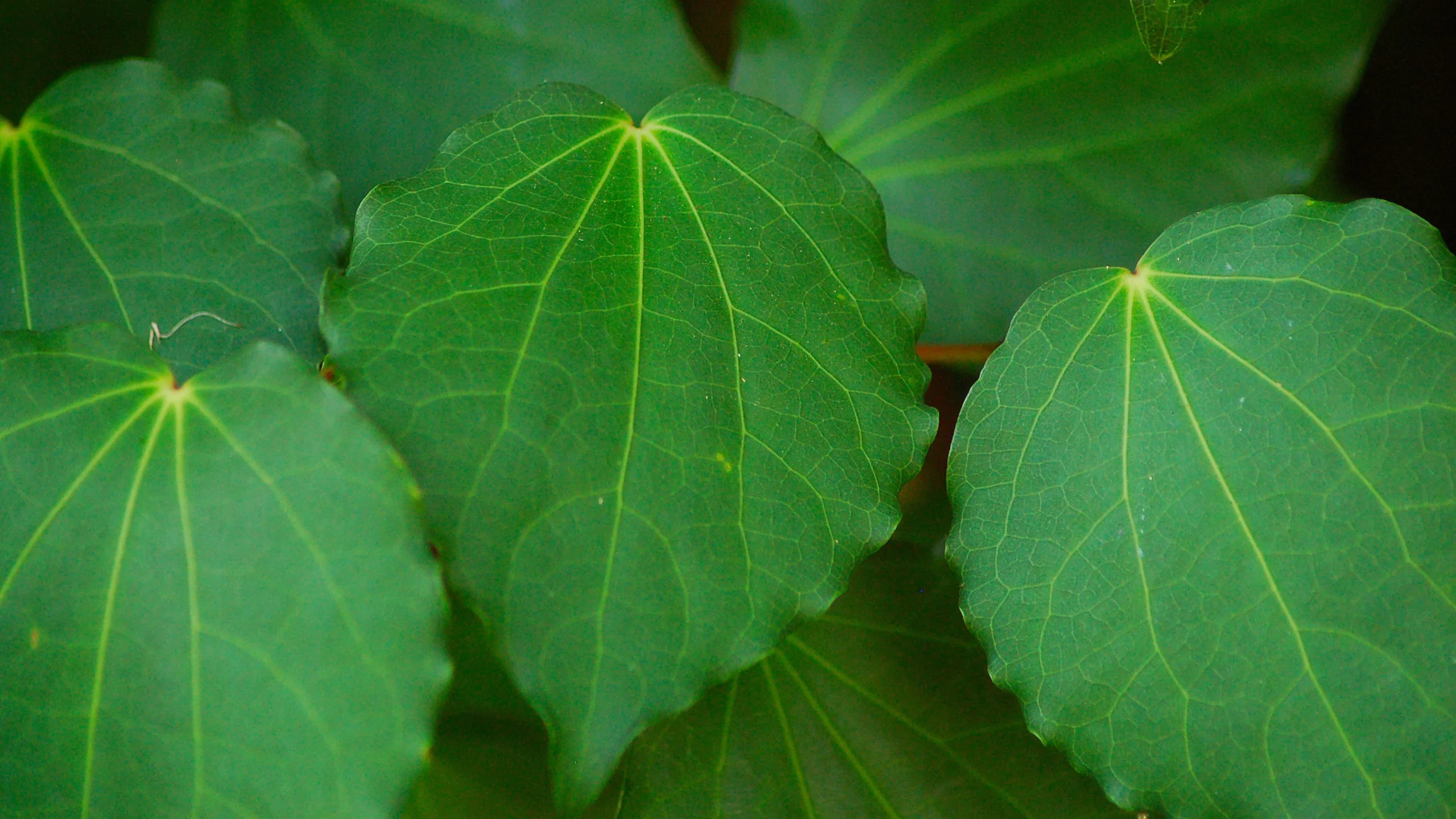 Kawakawa Calm The Māori Secret to Natural Stress Relief