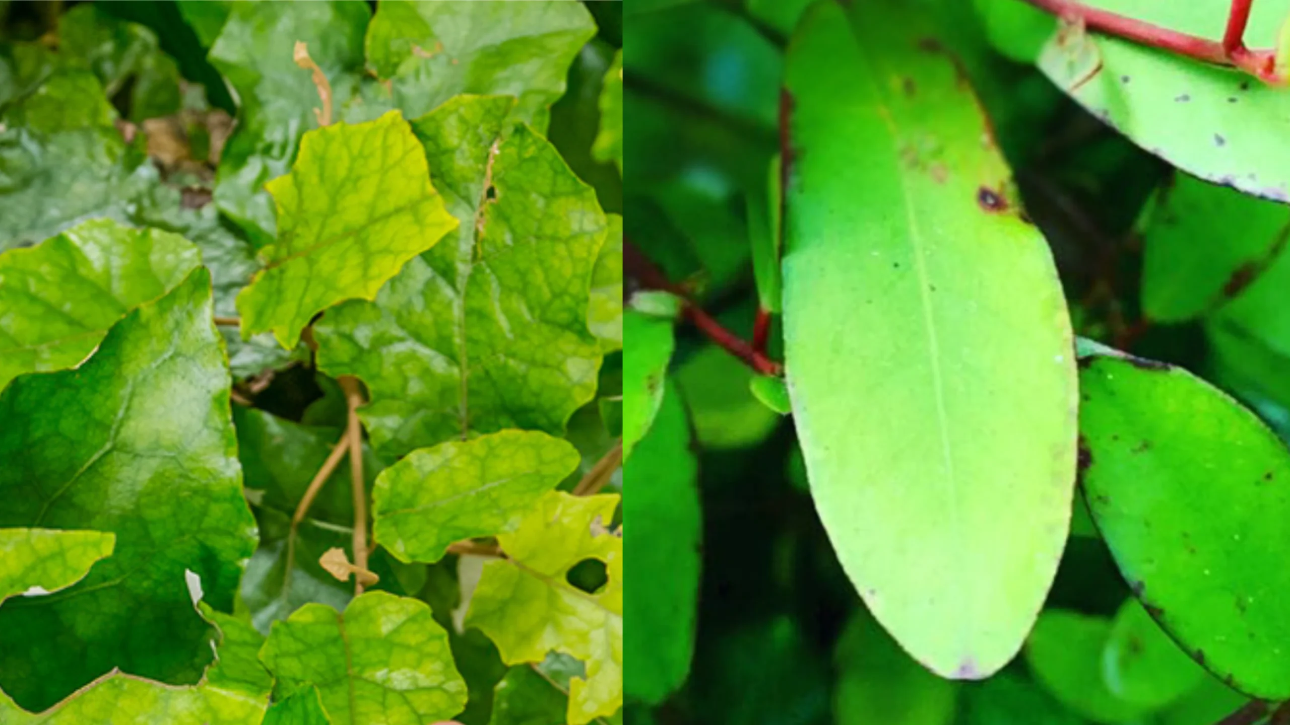 Why Your Gut Needs Native Botanicals Before Summer