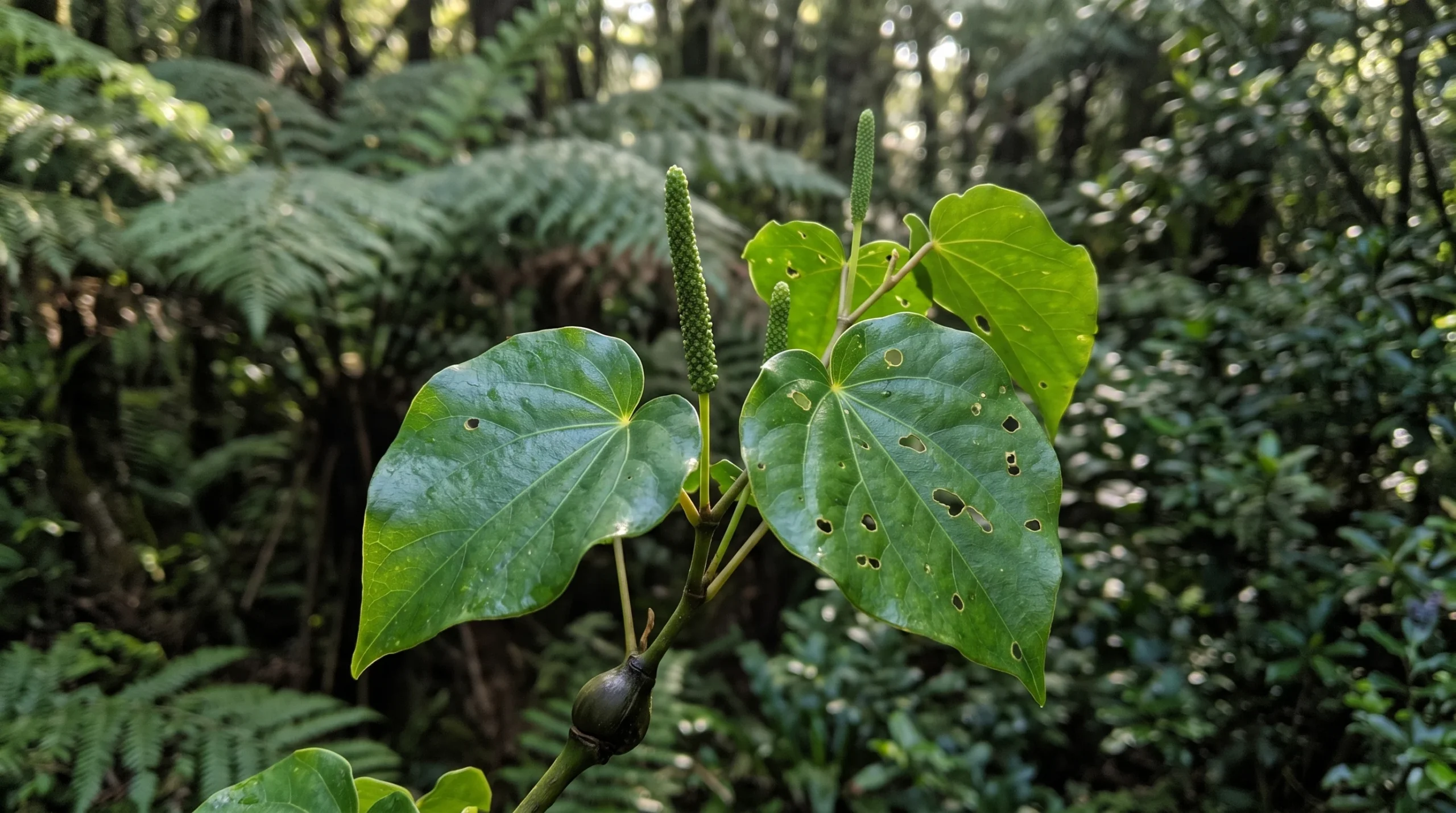 A close-up, eye-level shot of a kawakawa branch filling most of the frame. Three or four heart-shaped leaves sit in focus, with two showing clear, small holes chewed through them. A swollen, jointed stem node is visible near the bottom of the frame.